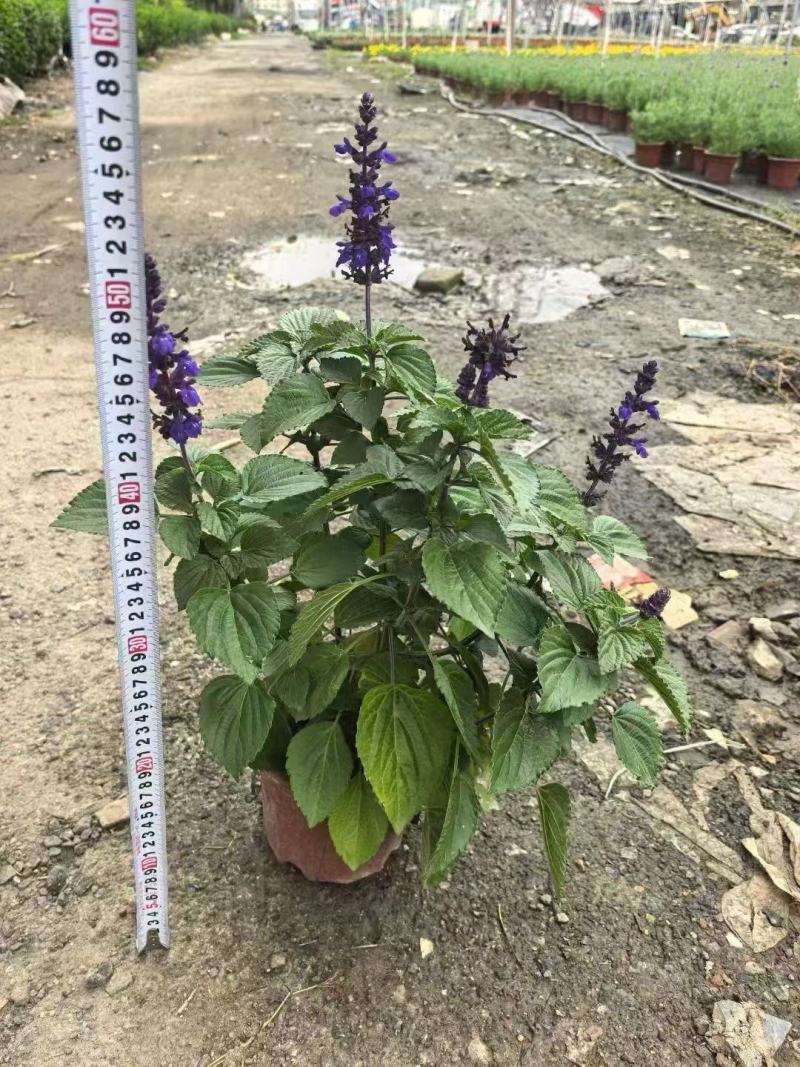 精品蓝霸鼠尾草