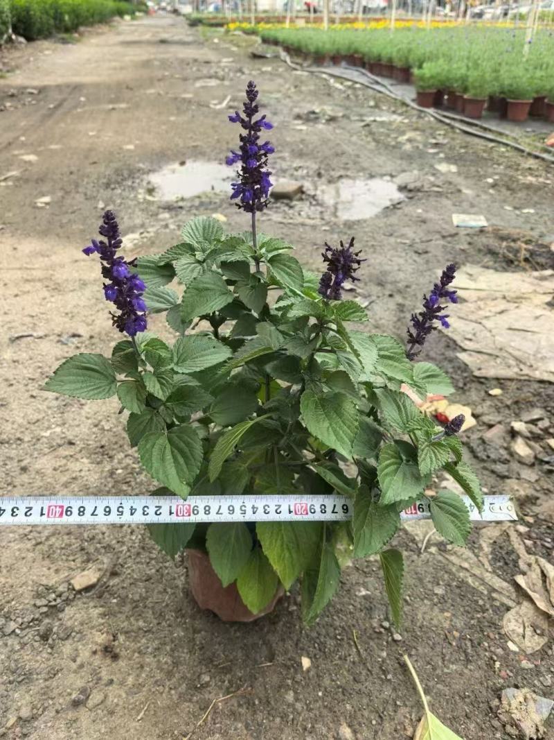 精品蓝霸鼠尾草