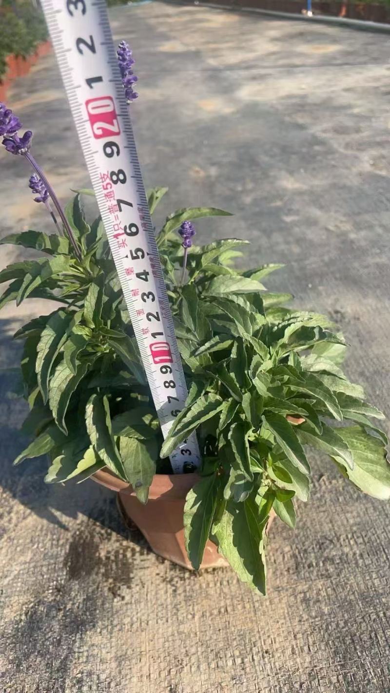 精品蓝霸鼠尾草