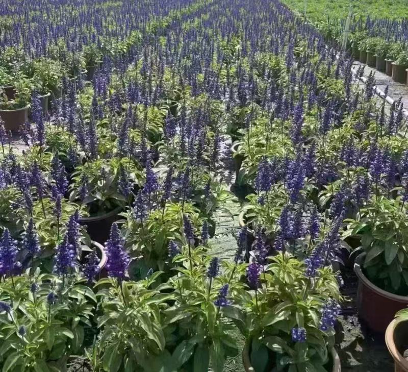 精品蓝霸鼠尾草