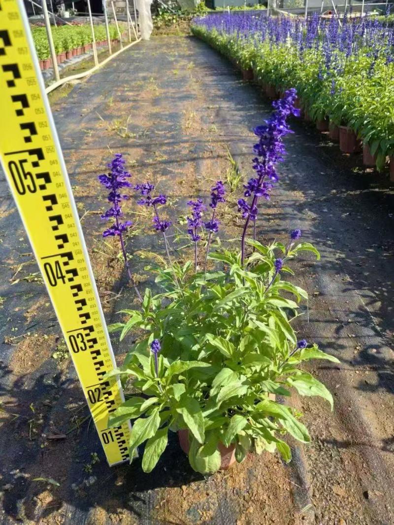 精品蓝霸鼠尾草