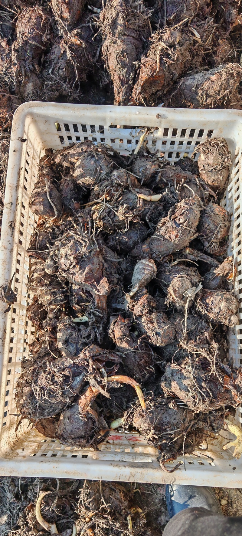 香芋种子，粉糯香甜，可以供货到明年4月份