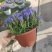 精品龙胆花优质龙胆花