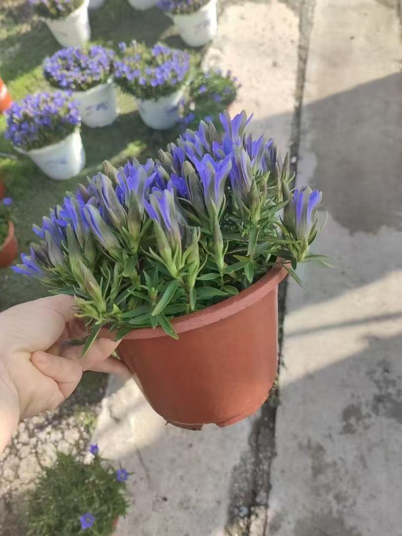 精品龙胆花优质龙胆花