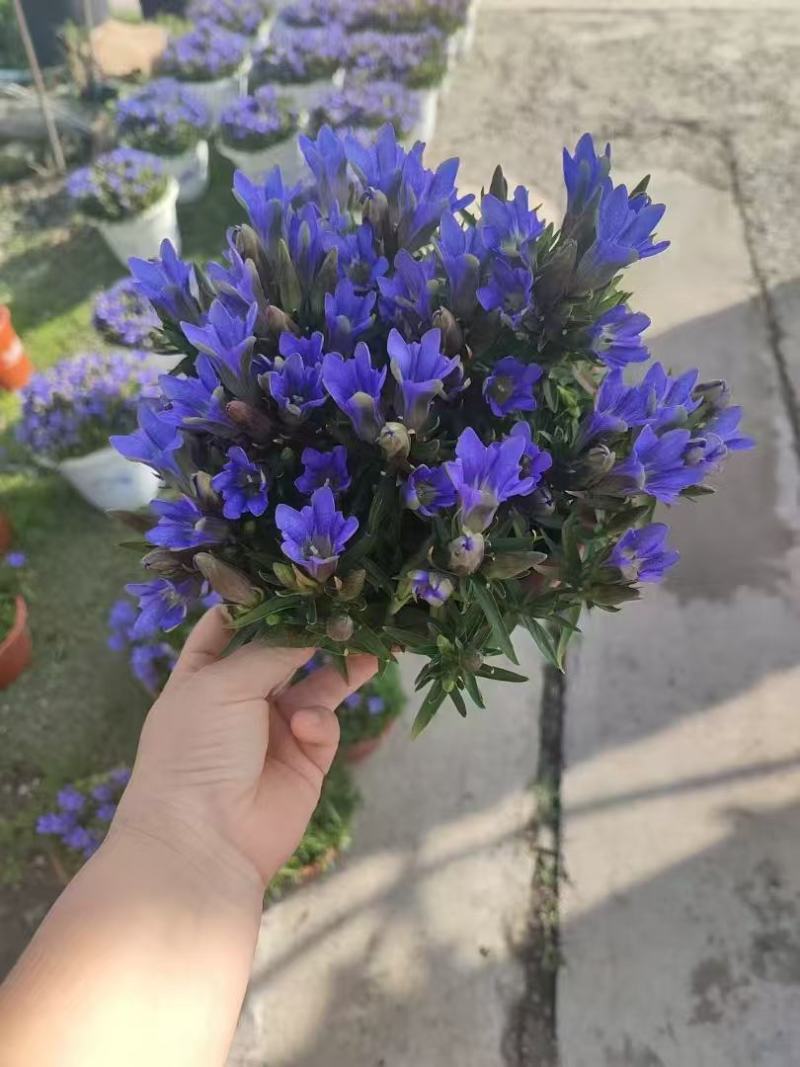 精品龙胆花优质龙胆花