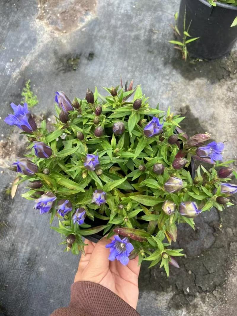 精品龙胆花优质龙胆花