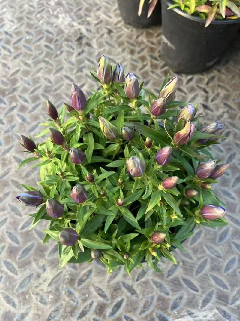 精品龙胆花优质龙胆花