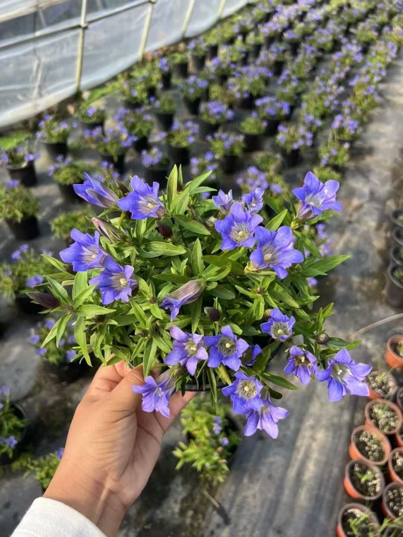 精品龙胆花优质龙胆花