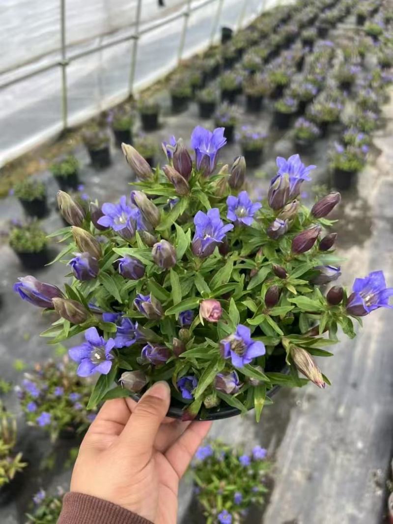 精品龙胆花优质龙胆花
