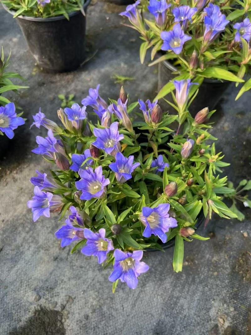 精品龙胆花优质龙胆花