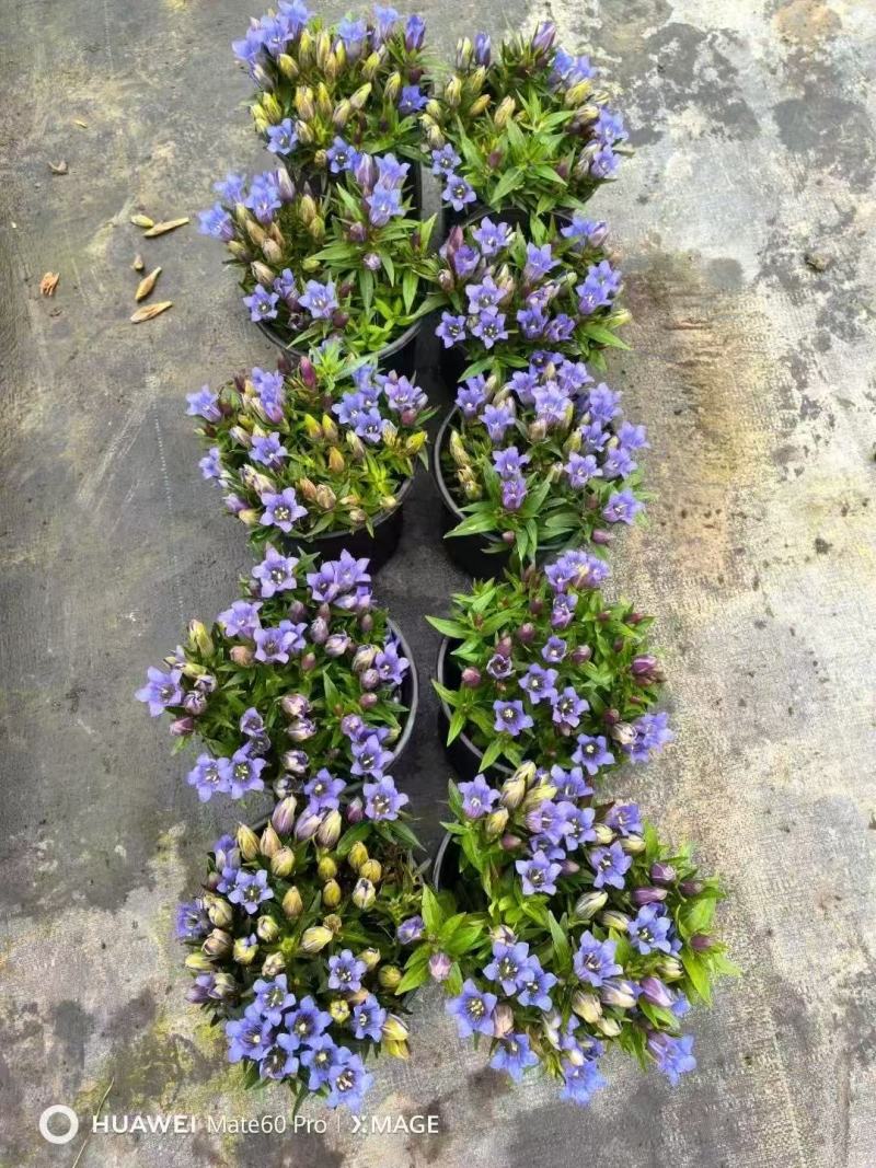 精品龙胆花优质龙胆花