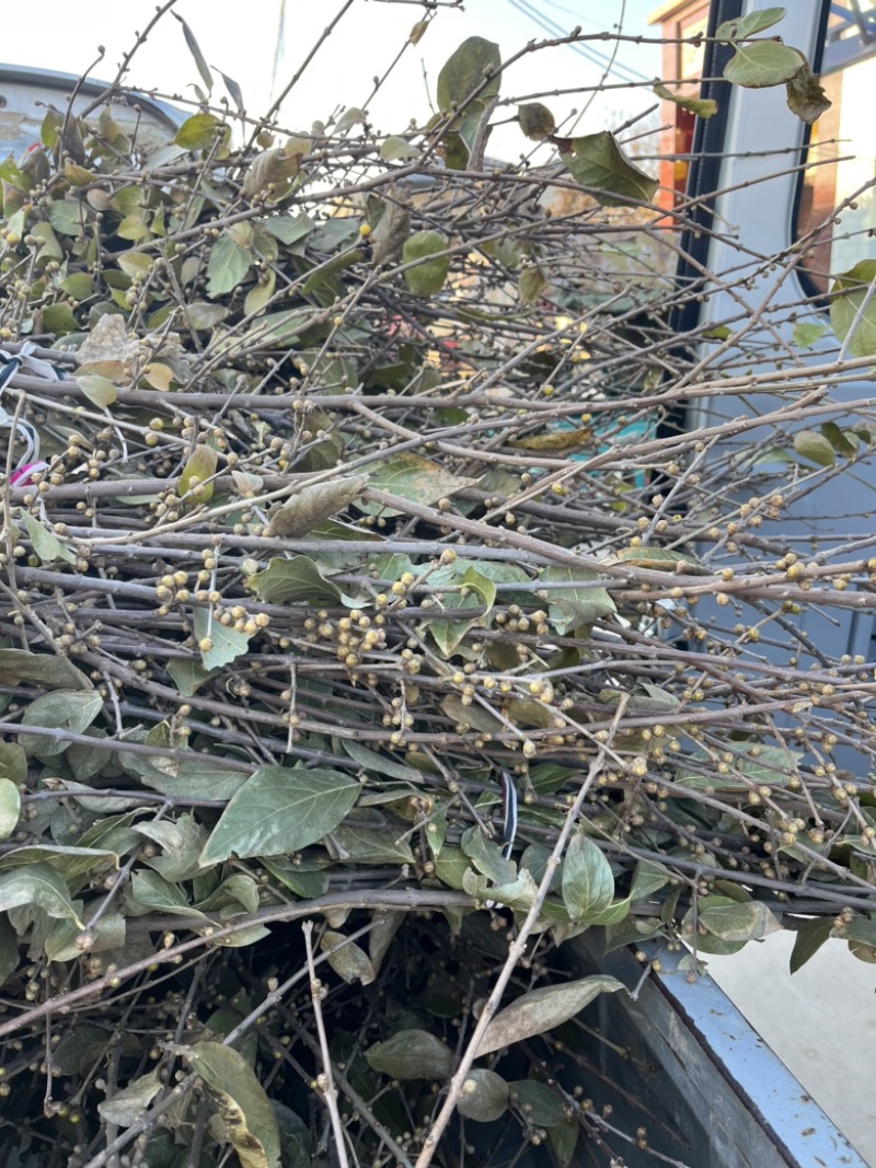 腊梅枝条