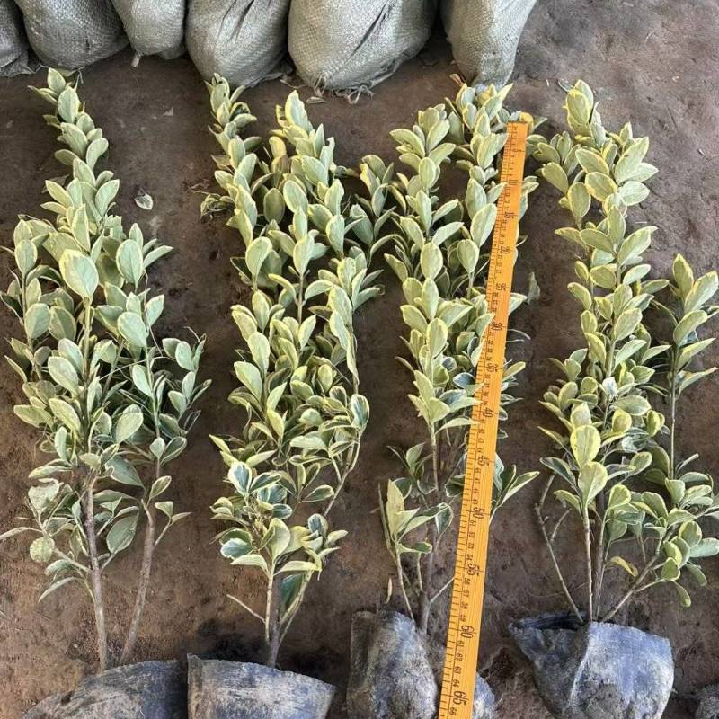 金边黄杨基地，杯苗地苗，色泽鲜艳，植株健壮，各种规格齐全