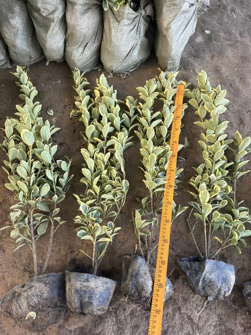 金边黄杨基地，杯苗地苗，色泽鲜艳，植株健壮，各种规格齐全