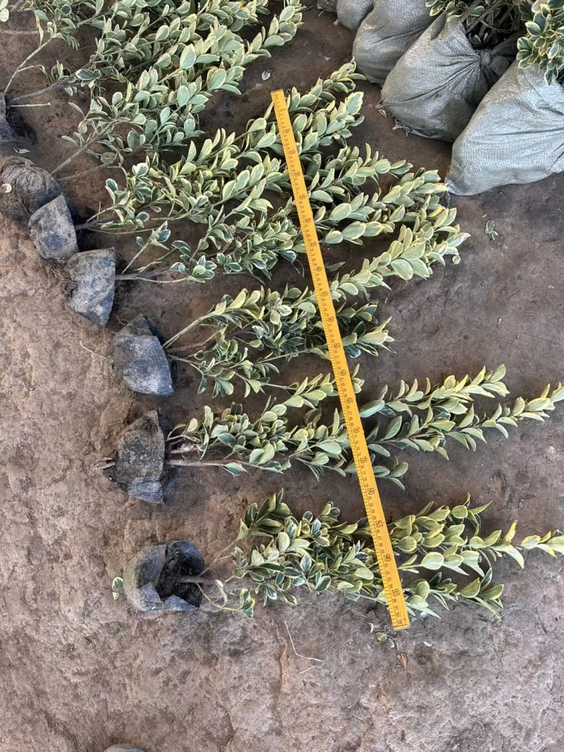 金边黄杨基地，杯苗地苗，色泽鲜艳，植株健壮，各种规格齐全