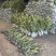金边黄杨基地，杯苗地苗，色泽鲜艳，植株健壮，各种规格齐全