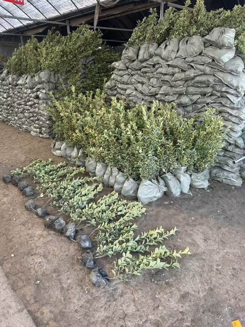 金边黄杨基地，杯苗地苗，色泽鲜艳，植株健壮，各种规格齐全