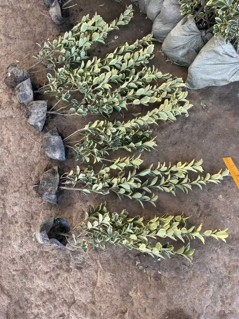 金边黄杨基地，杯苗地苗，色泽鲜艳，植株健壮，各种规格齐全