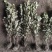 金边黄杨基地，杯苗地苗，色泽鲜艳，植株健壮，各种规格齐全