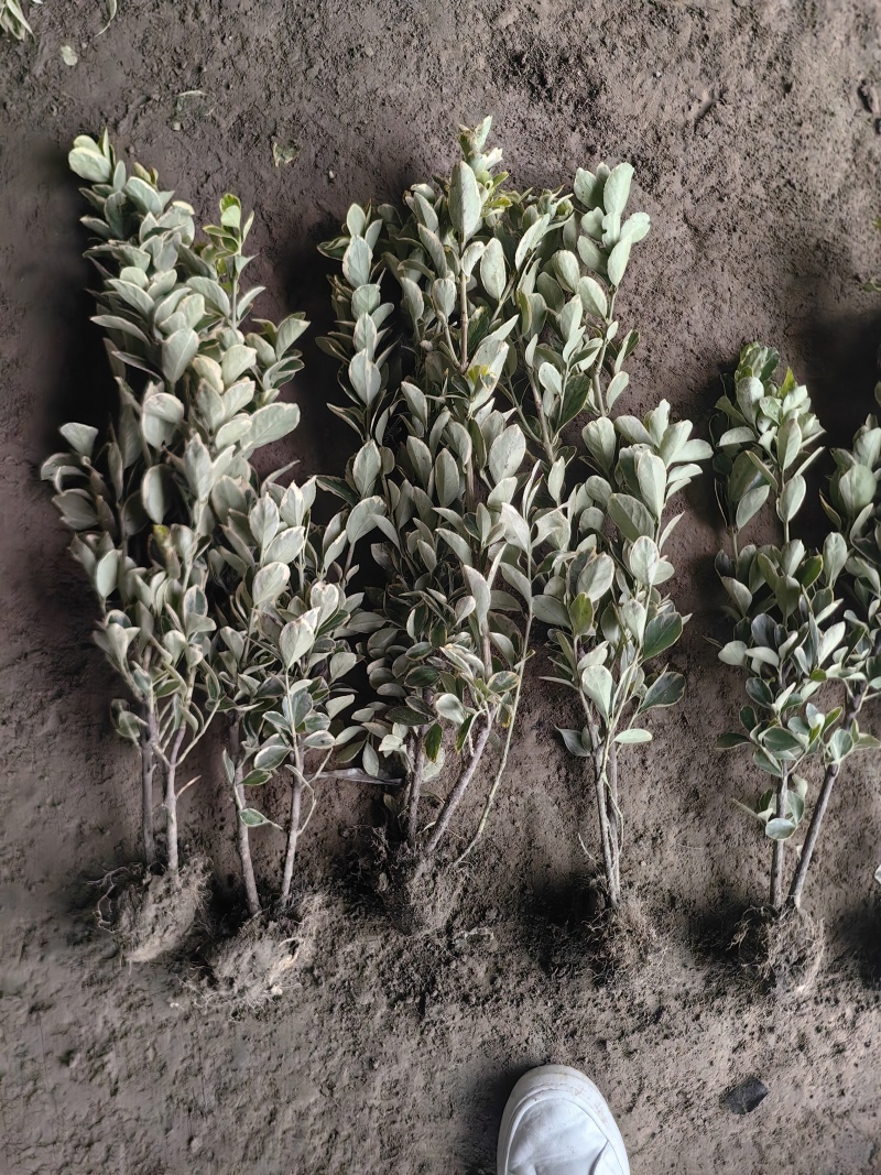 金边黄杨基地，杯苗地苗，色泽鲜艳，植株健壮，各种规格齐全