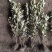 金边黄杨基地，杯苗地苗，色泽鲜艳，植株健壮，各种规格齐全