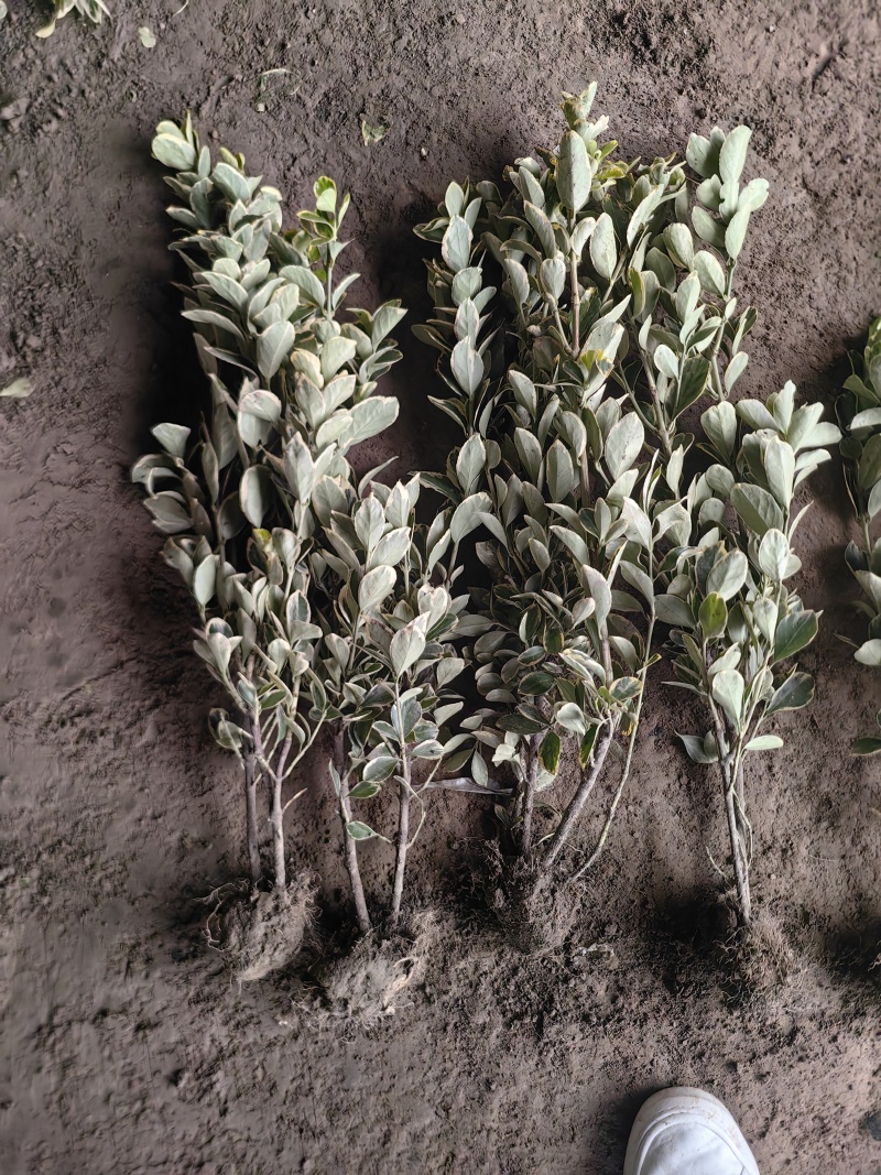 金边黄杨基地，杯苗地苗，色泽鲜艳，植株健壮，各种规格齐全