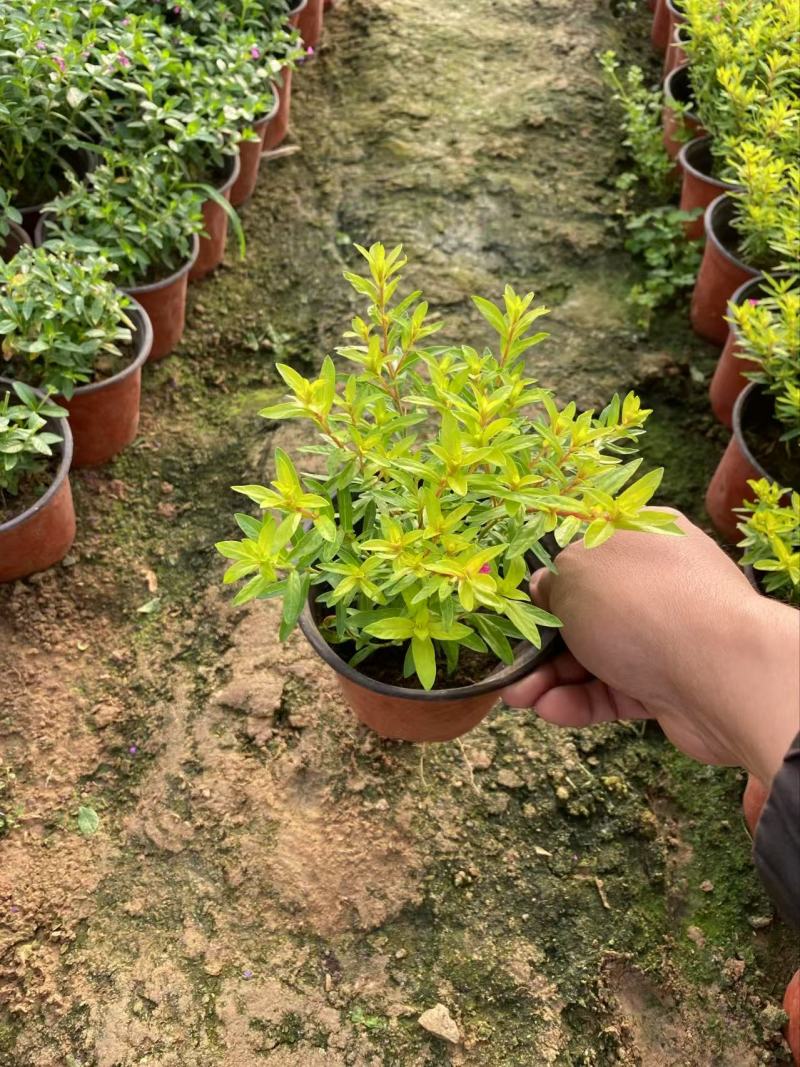 精品金叶萼距花优质金叶萼距花
