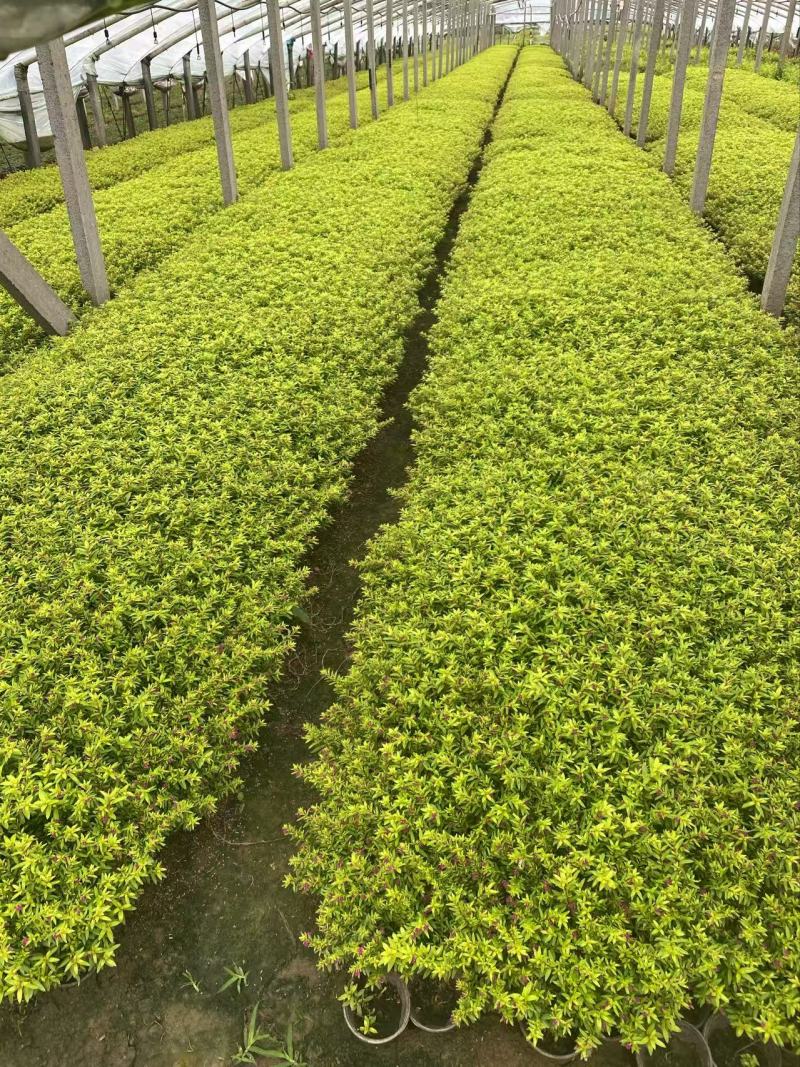 精品金叶萼距花优质金叶萼距花