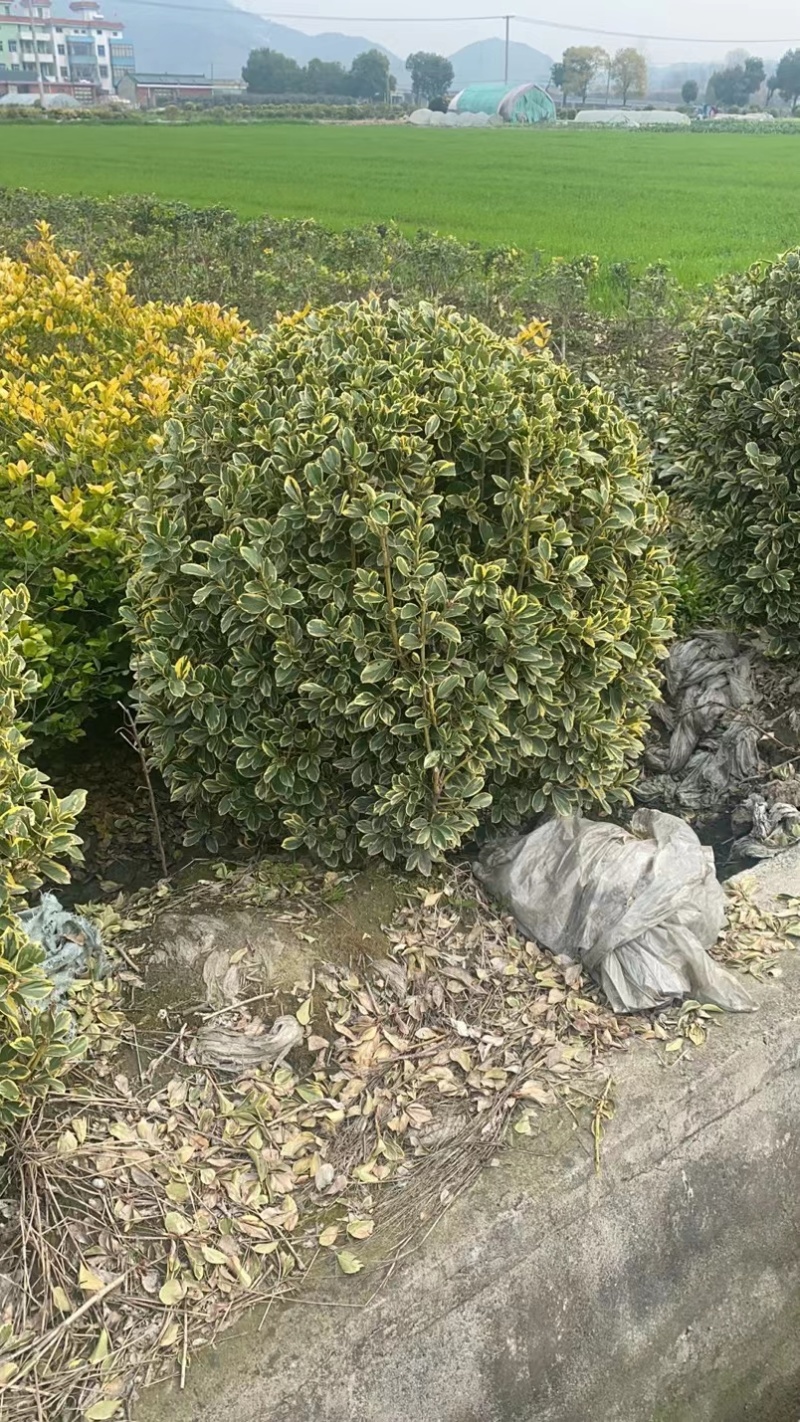 金边黄杨球基地杯苗地苗，色泽鲜艳，植株健壮，各种规格齐全