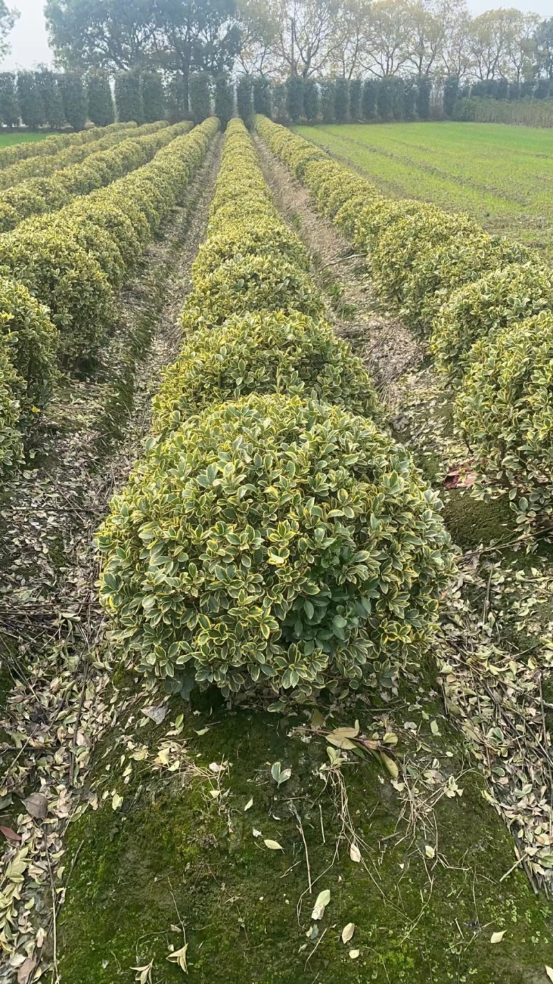 金边黄杨球基地杯苗地苗，色泽鲜艳，植株健壮，各种规格齐全