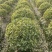 金边黄杨球基地杯苗地苗，色泽鲜艳，植株健壮，各种规格齐全