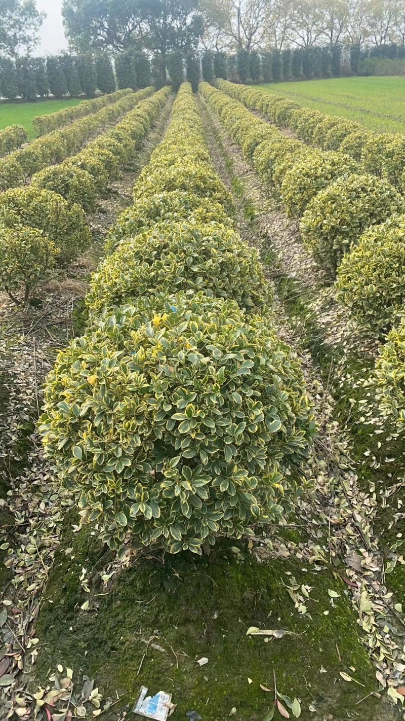 金边黄杨球基地杯苗地苗，色泽鲜艳，植株健壮，各种规格齐全
