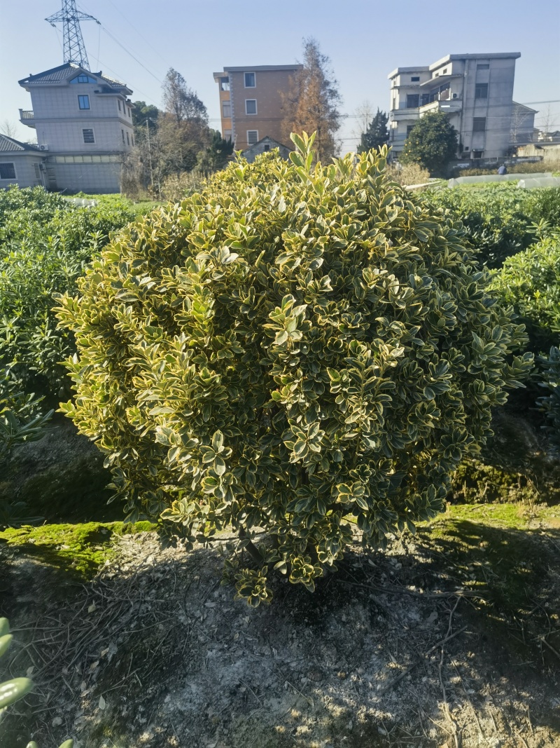 金边黄杨球基地杯苗地苗，色泽鲜艳，植株健壮，各种规格齐全
