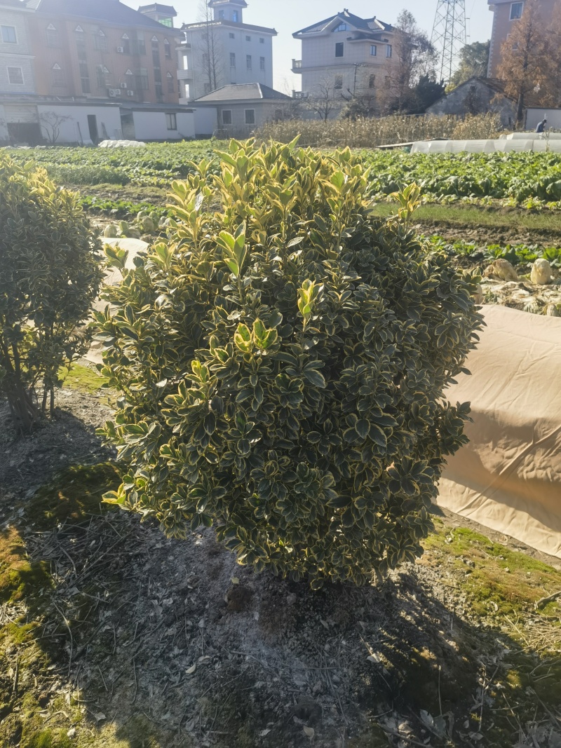 金边黄杨球基地杯苗地苗，色泽鲜艳，植株健壮，各种规格齐全