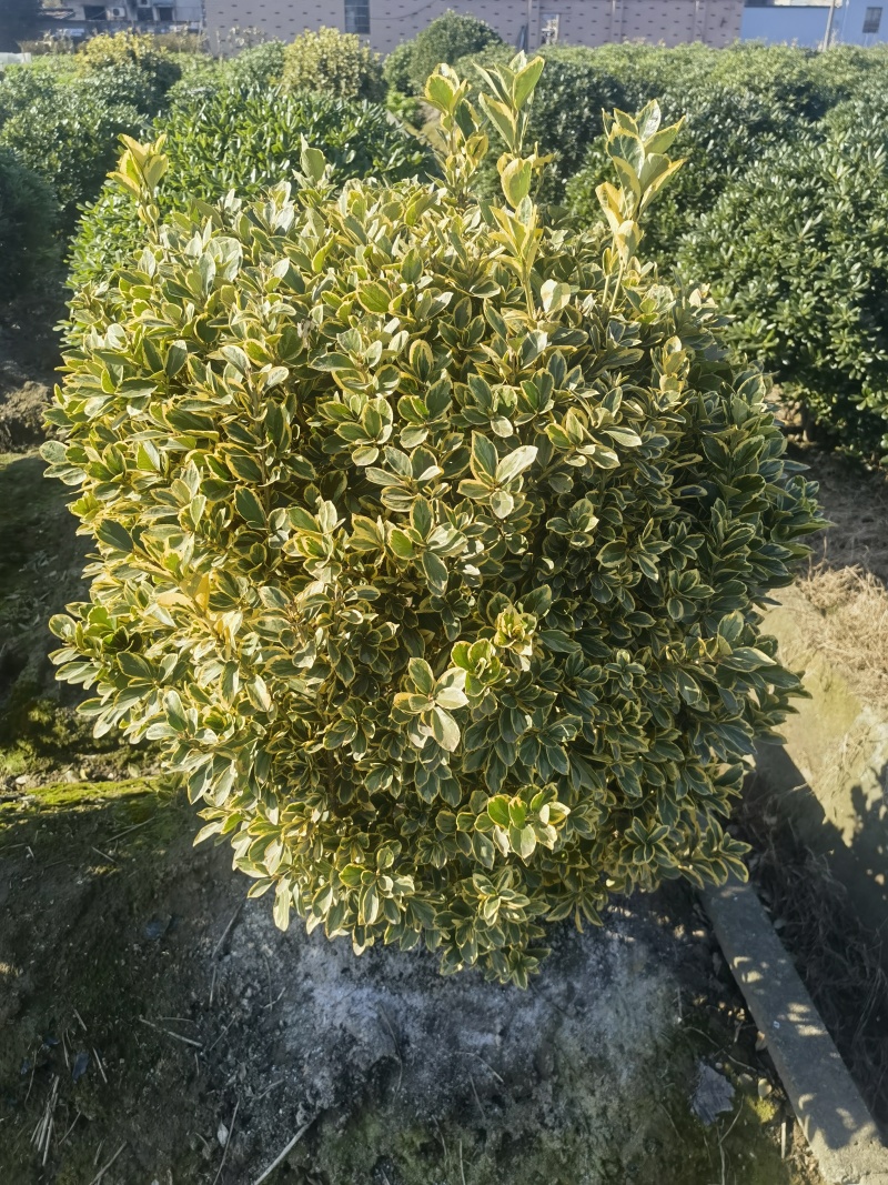 金边黄杨球基地杯苗地苗，色泽鲜艳，植株健壮，各种规格齐全