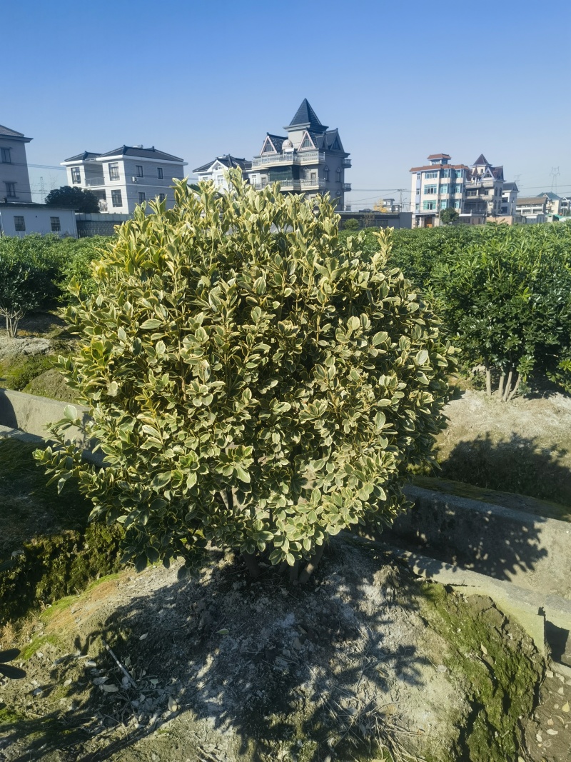 金边黄杨球基地杯苗地苗，色泽鲜艳，植株健壮，各种规格齐全