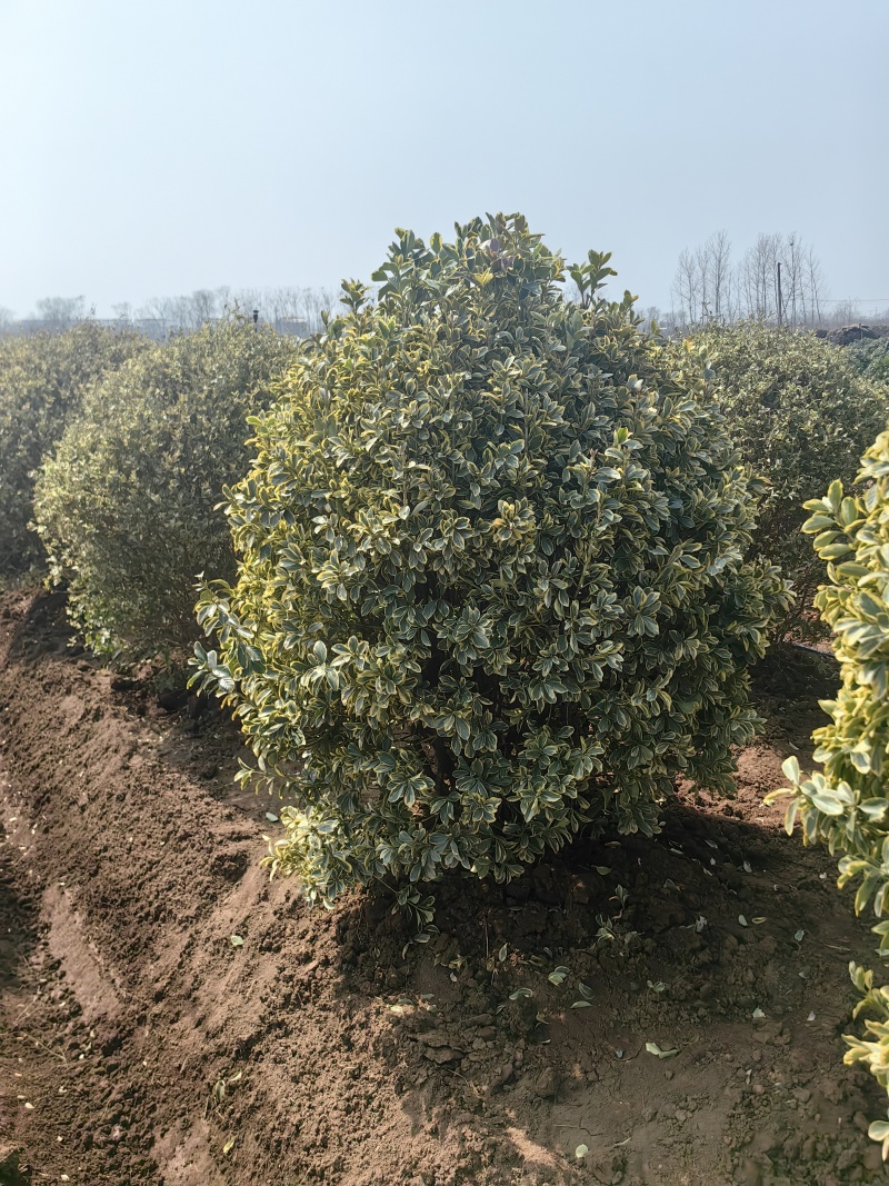 金边黄杨球基地杯苗地苗，色泽鲜艳，植株健壮，各种规格齐全
