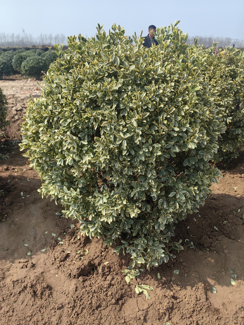 金边黄杨球基地杯苗地苗，色泽鲜艳，植株健壮，各种规格齐全