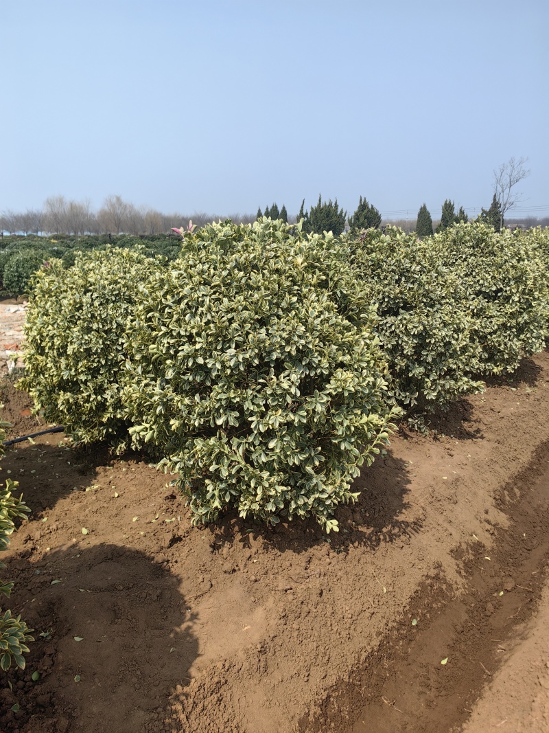 金边黄杨球基地杯苗地苗，色泽鲜艳，植株健壮，各种规格齐全