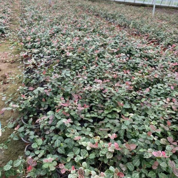 精品花叶络石优质花叶络石