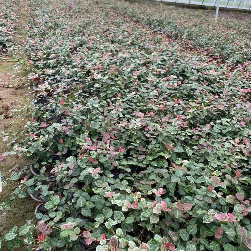 精品花叶络石优质花叶络石