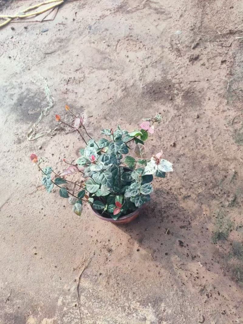 精品花叶络石优质花叶络石