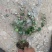 精品花叶络石优质花叶络石