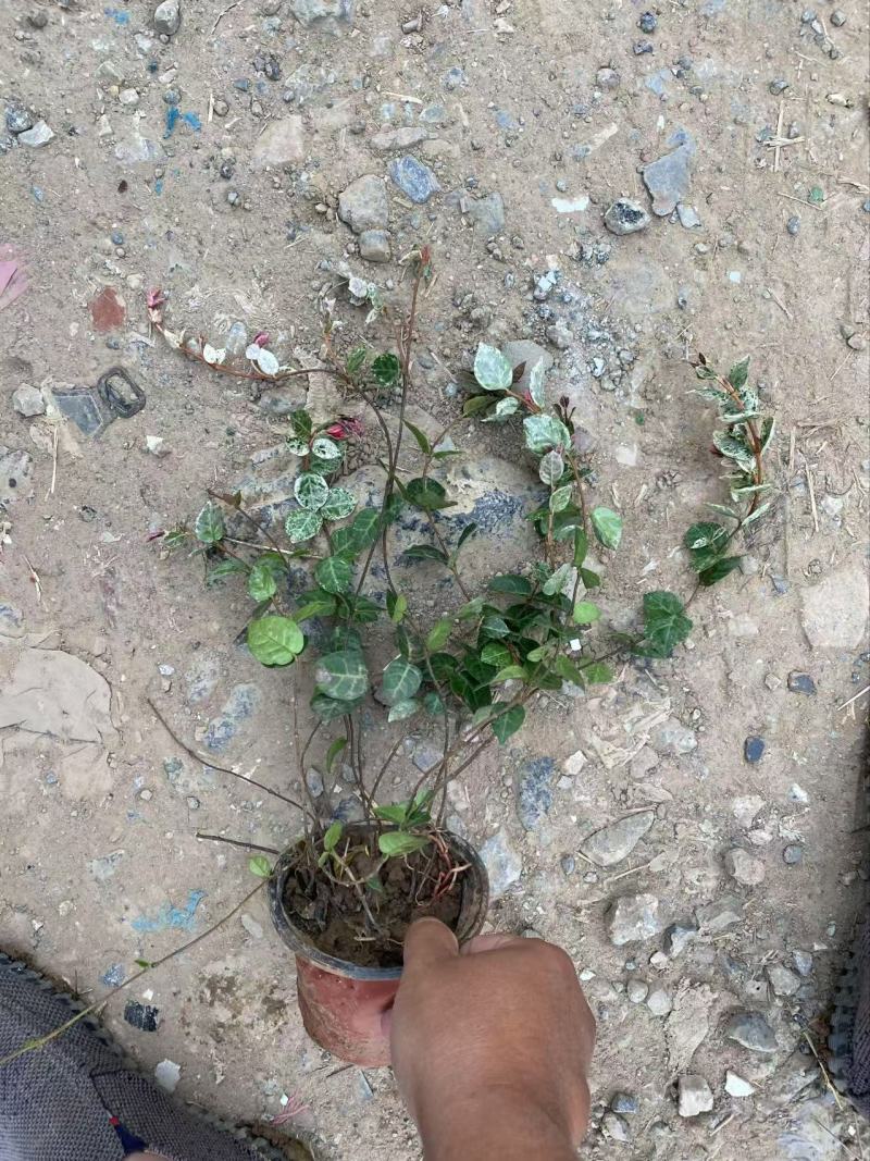 精品花叶络石优质花叶络石
