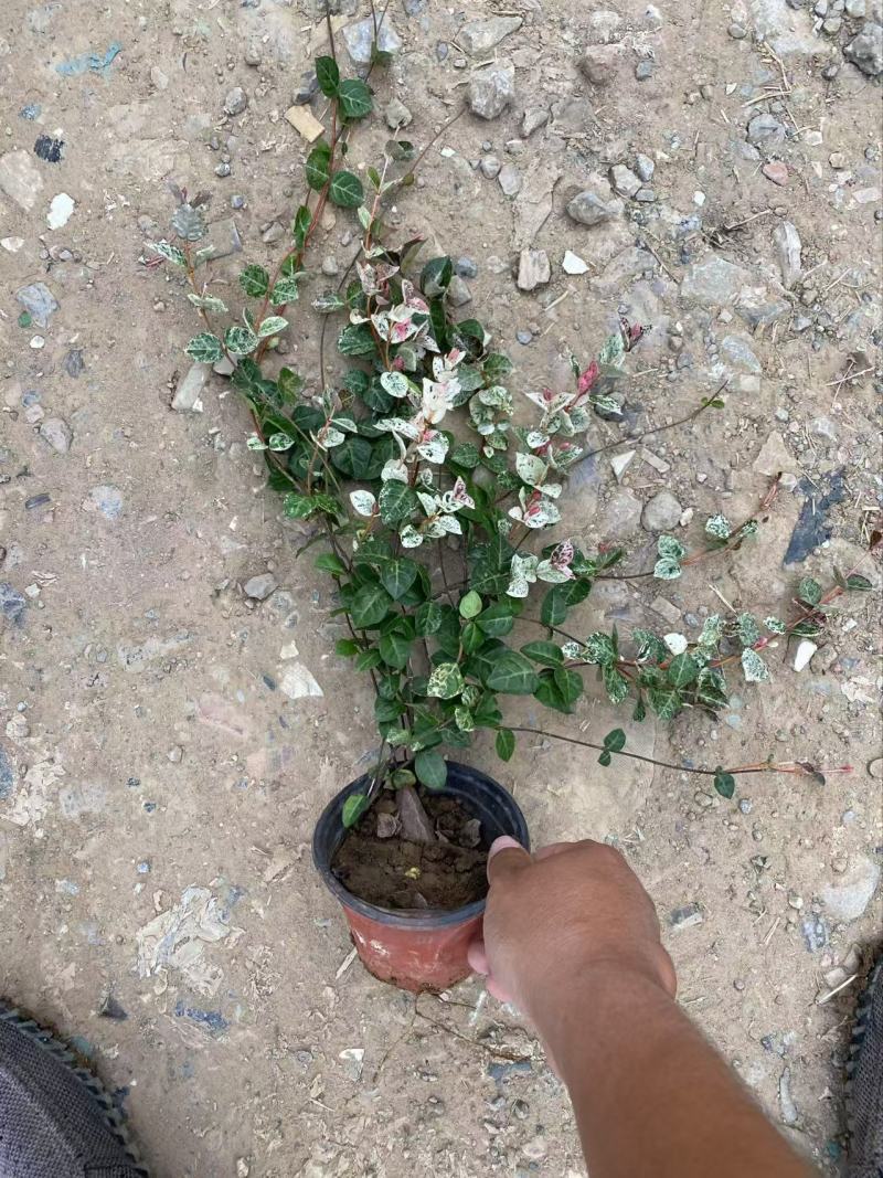 精品花叶络石优质花叶络石