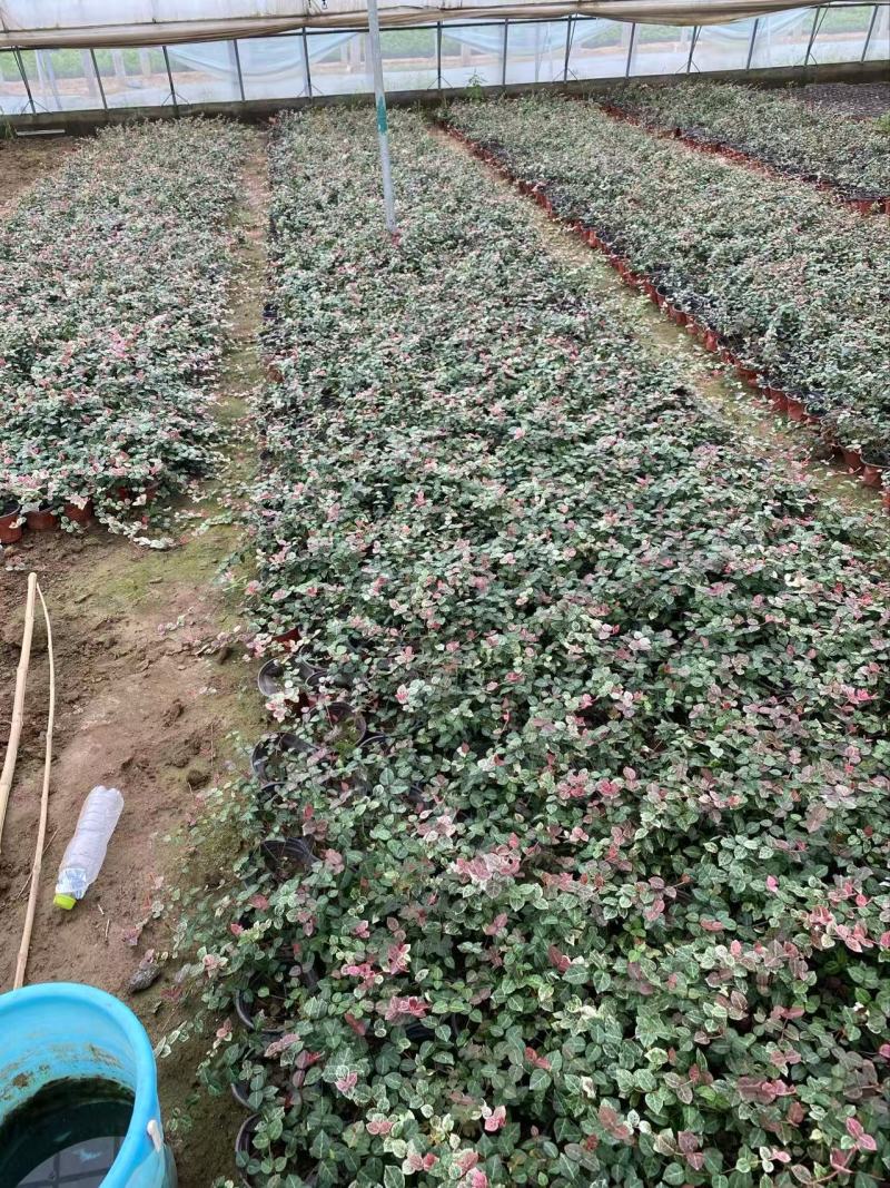 精品花叶络石优质花叶络石