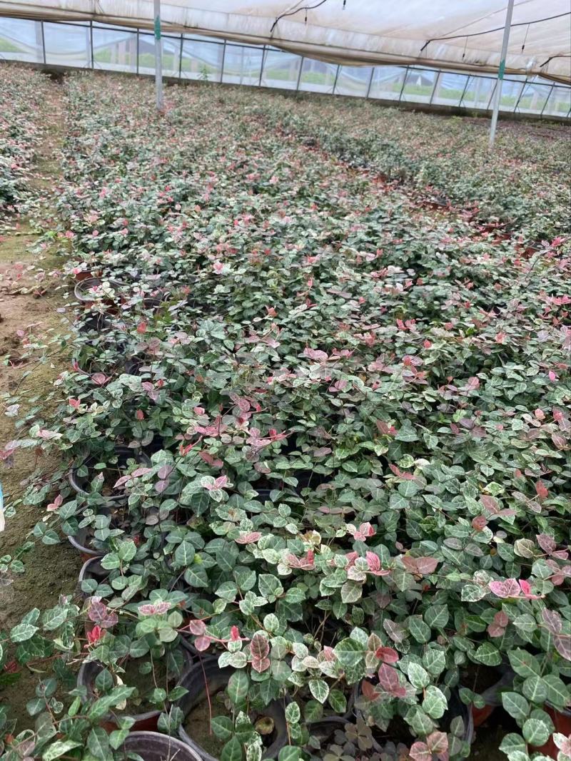 精品花叶络石优质花叶络石