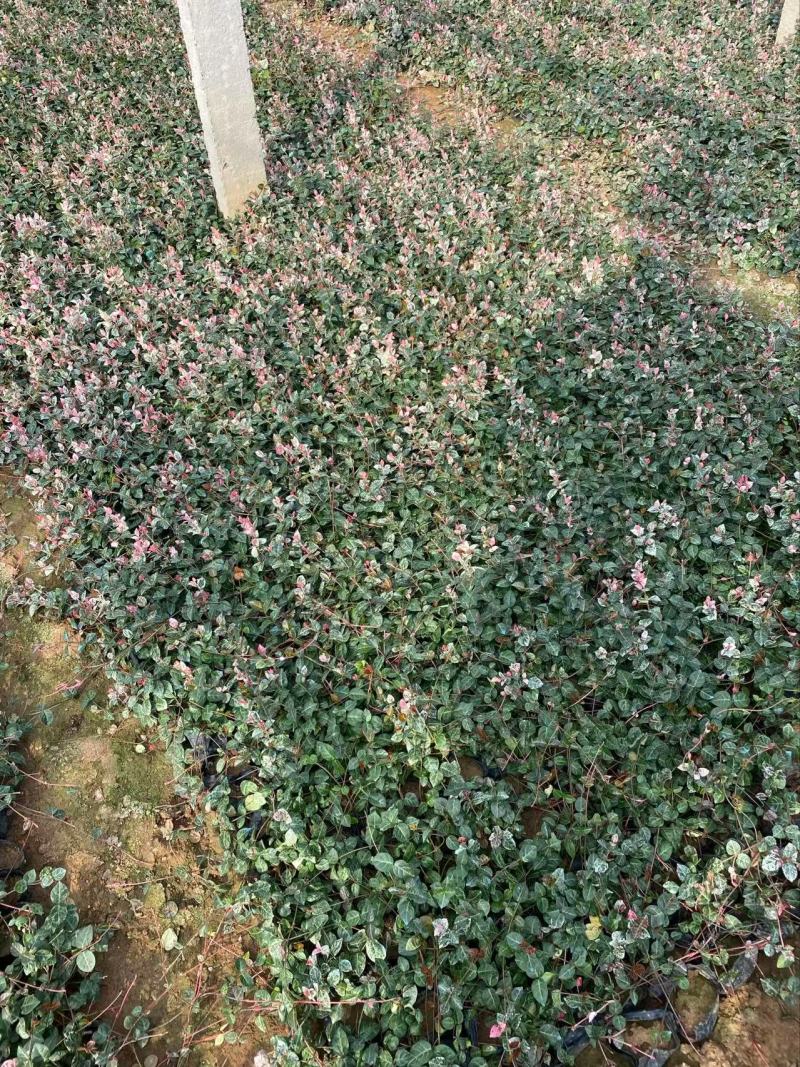 精品花叶络石优质花叶络石