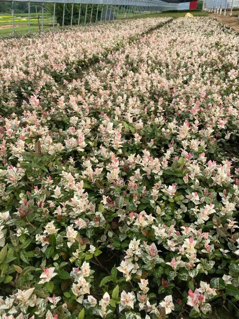 精品花叶络石优质花叶络石