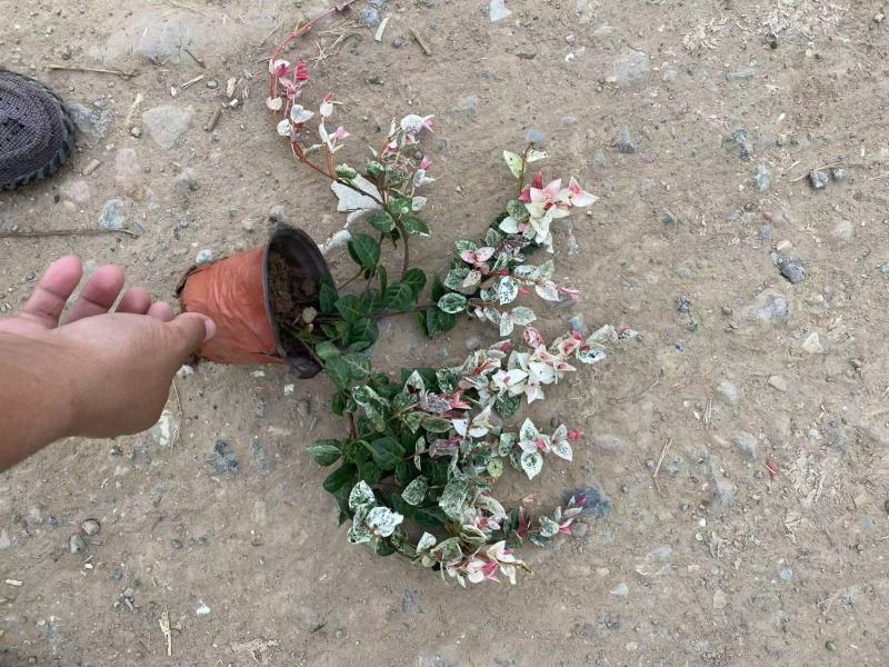 精品花叶络石优质花叶络石